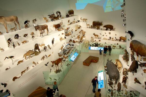 Melbourne Museum featuring interior views