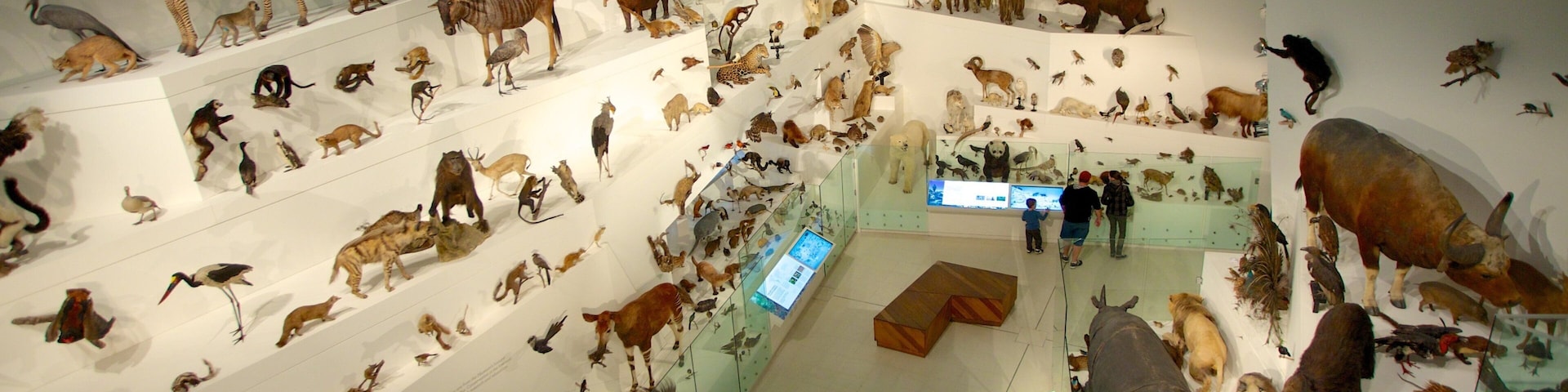 Melbourne Museum featuring interior views