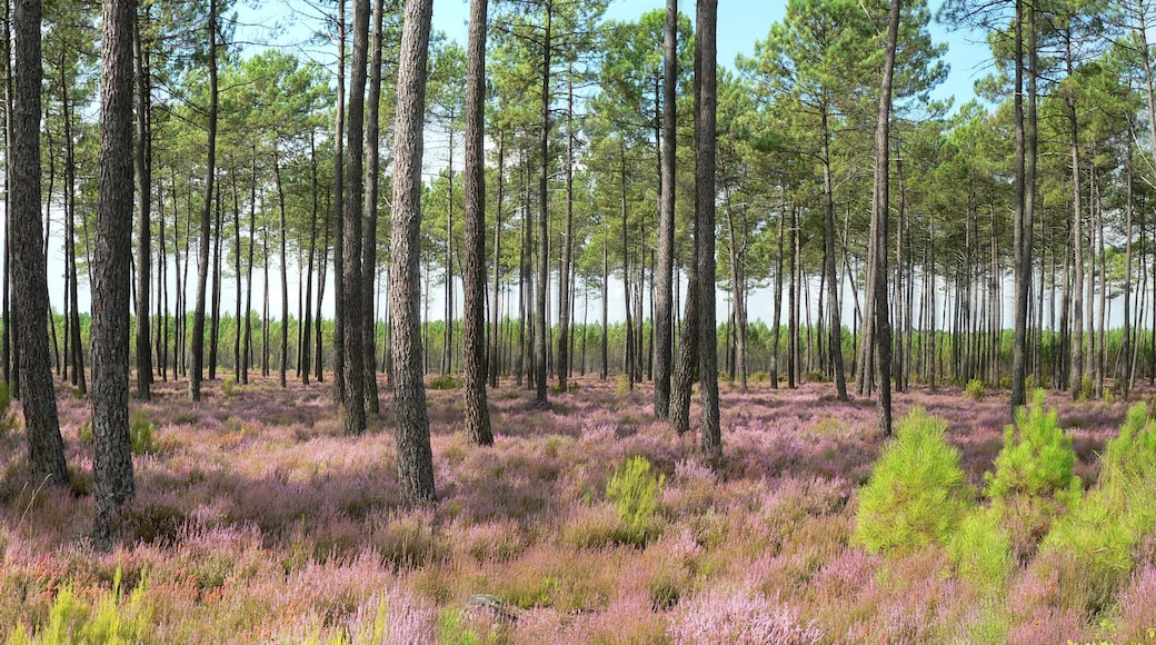 Bruyères en fleurs sous la pinède landaise