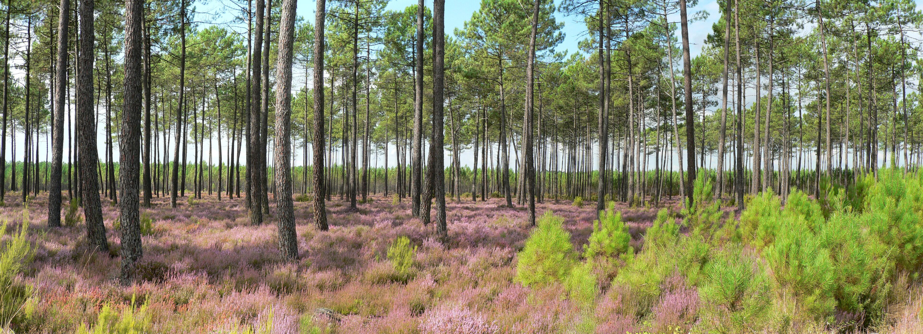 A forest with tall pine trees and a ground covered in purple heather.
