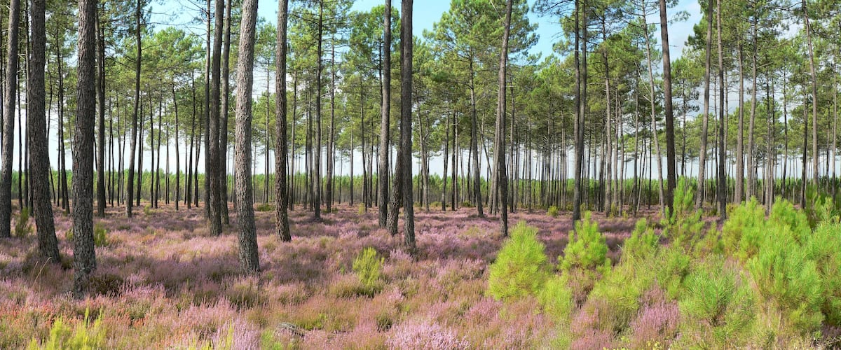 A forest with tall pine trees and a ground covered in purple heather.