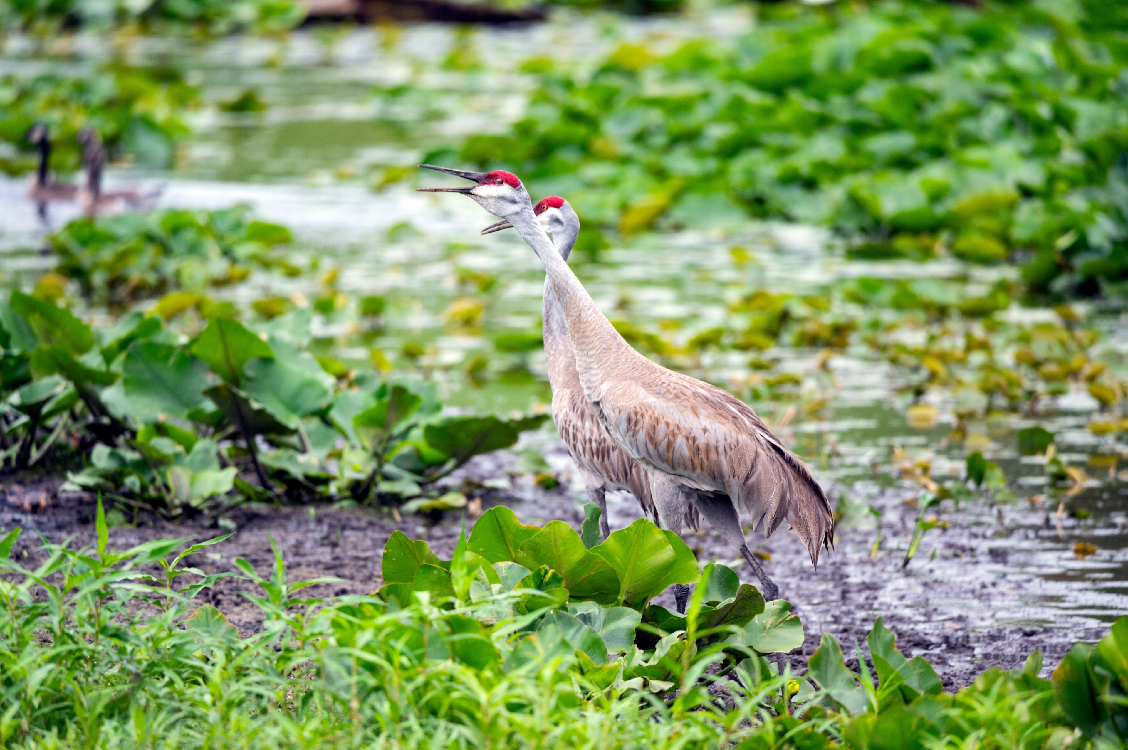 A bird with red head and white neck standing on the edge of a pond surrounded by green plants.