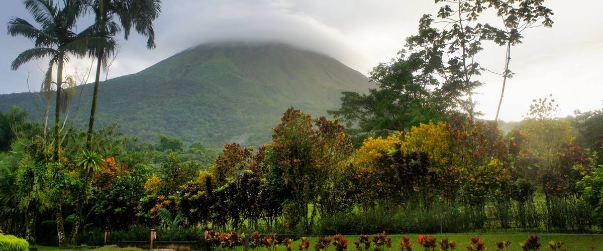 A lush landscape with a mountain, palm trees, and a variety of colorful foliage.