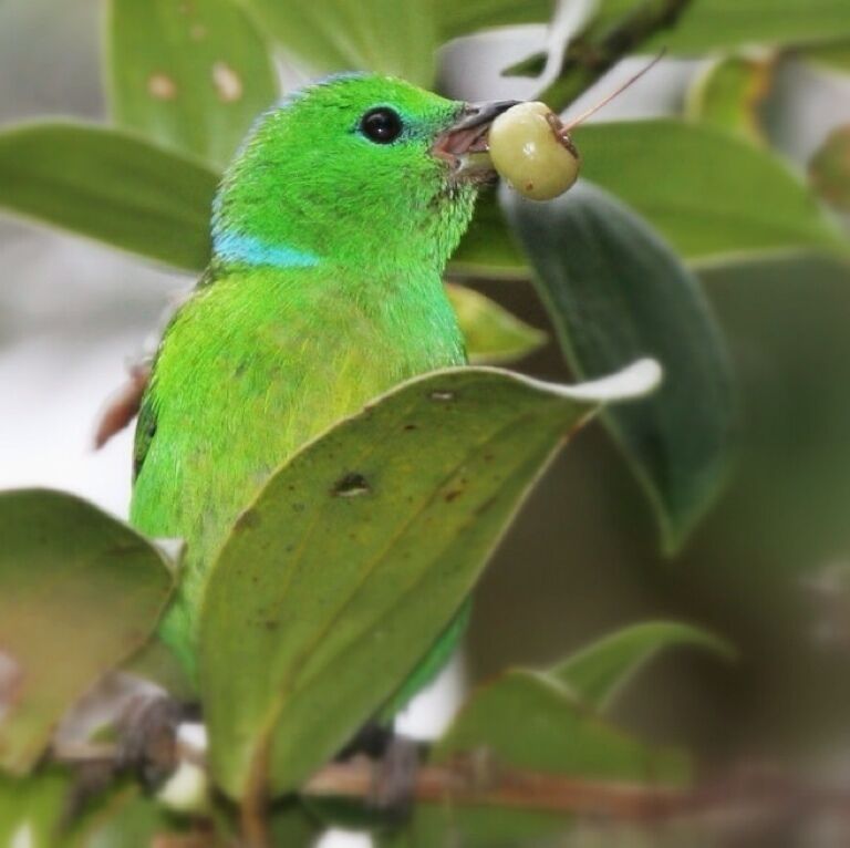Female golden-browed chlorophonia with a wild cherry. Where's the golden brow you ask? Check out my nearby photo of the male!