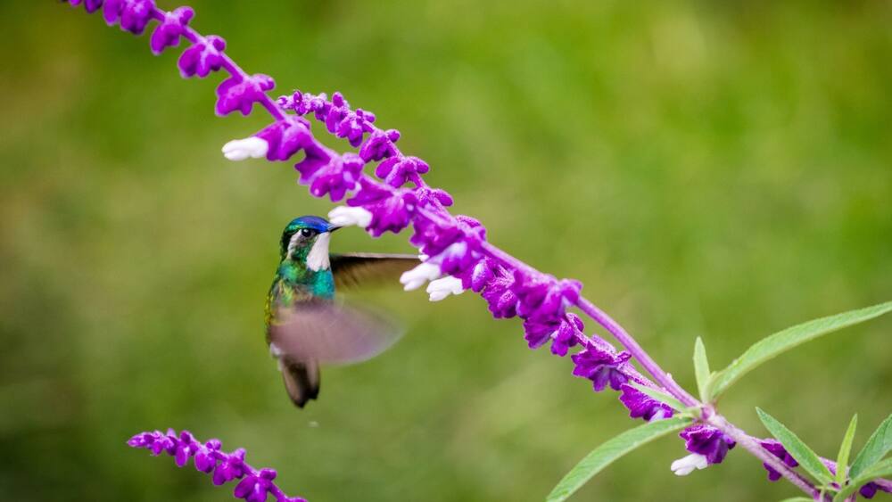 A hummingbird hovering near purple flowers.