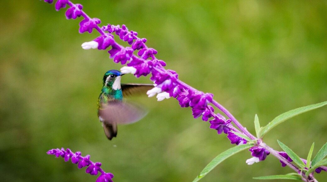 Hummingbirds are among my favorite birds, they look like small flying jewelry, don't you agree? Come to Costa Rica and you will see a big variety of them.
#costarica #birds #wildlife