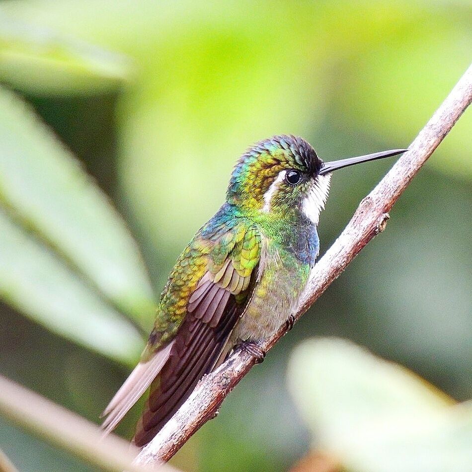 White-throated Montain-gem Hummingbird 