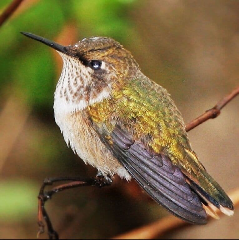 A hummingbird perched on a branch.