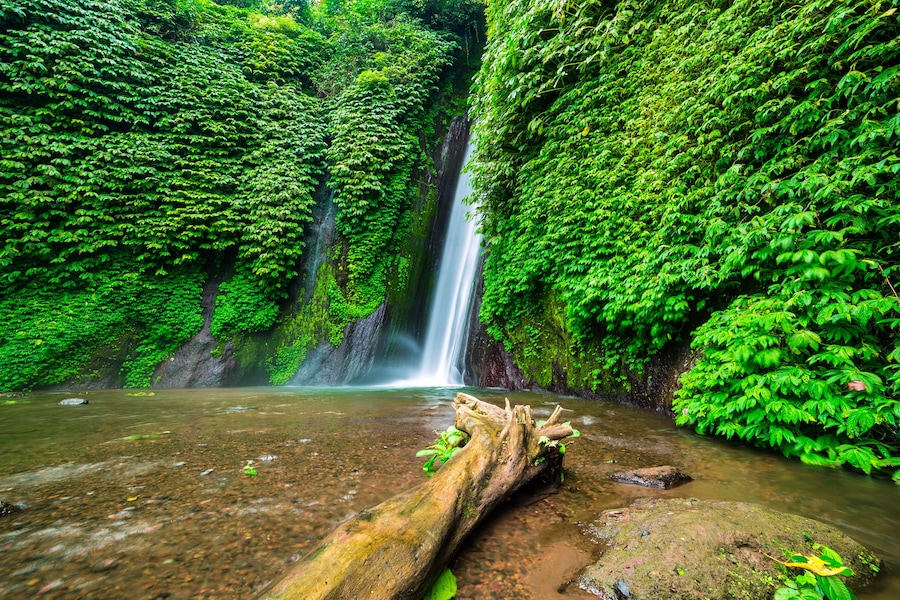 Bali, Indonesia. Old tree in the water near Munduk waterfall, Shutterstock ID 338013728, Purchase Order: SP-2062, Order Number: SP-2062 Hotels.com Go Guide, Client/Licensee: Hotels.com, Other: Lee Ban
