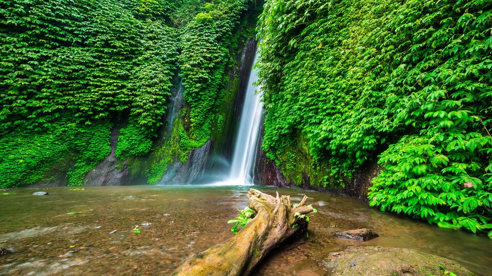 A waterfall surrounded by lush green foliage.
