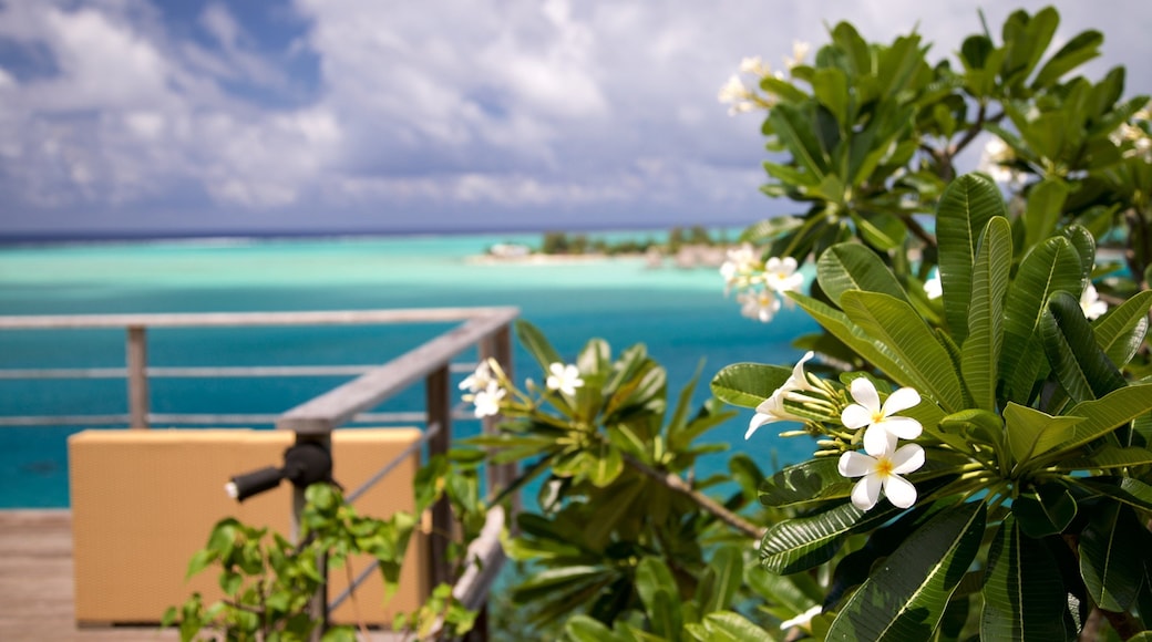 Sofitel Motu featuring general coastal views, tropical scenes and wildflowers