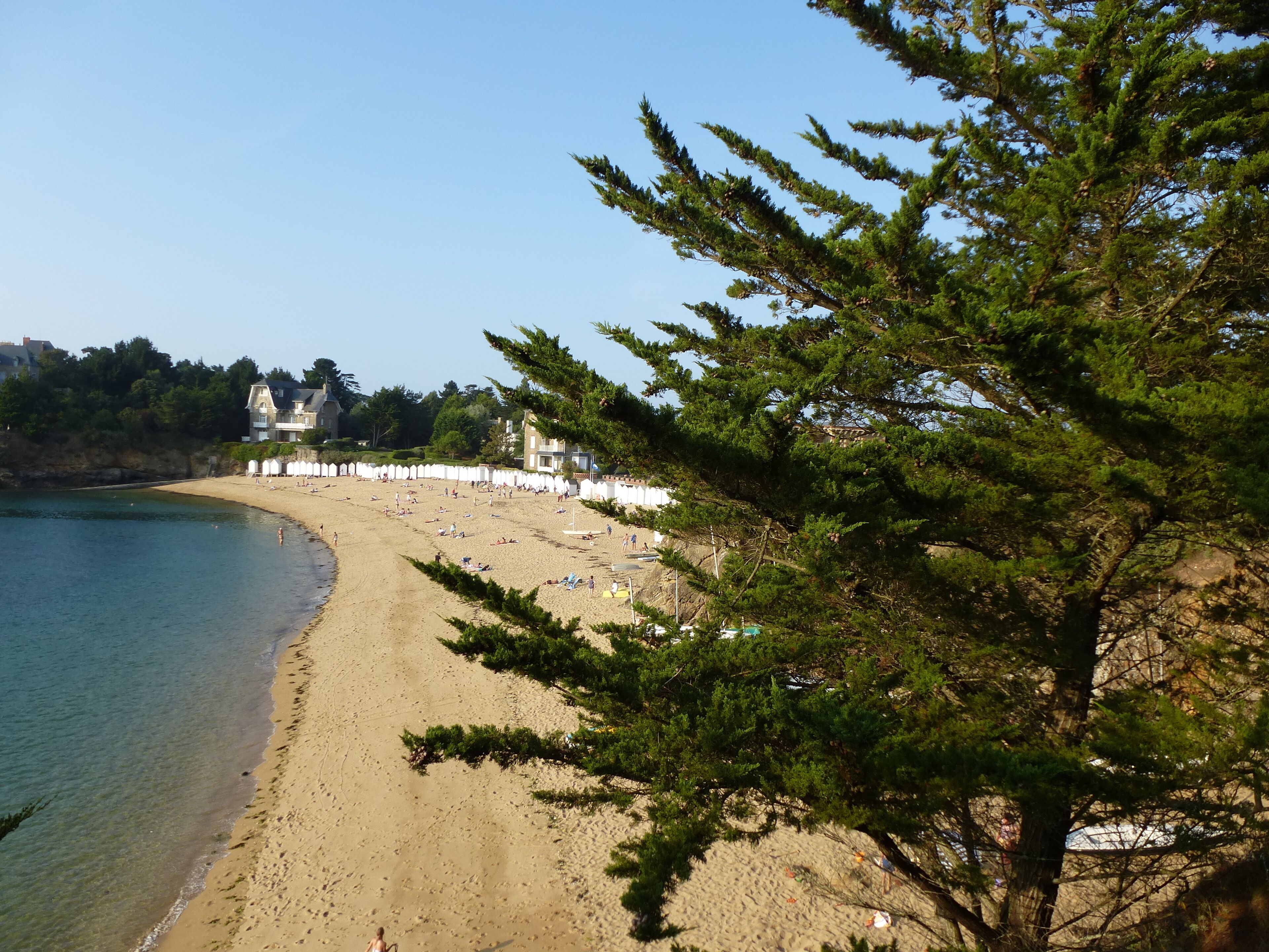 A beach with a clear sky, a sandy shore, and a large evergreen tree in the foreground.