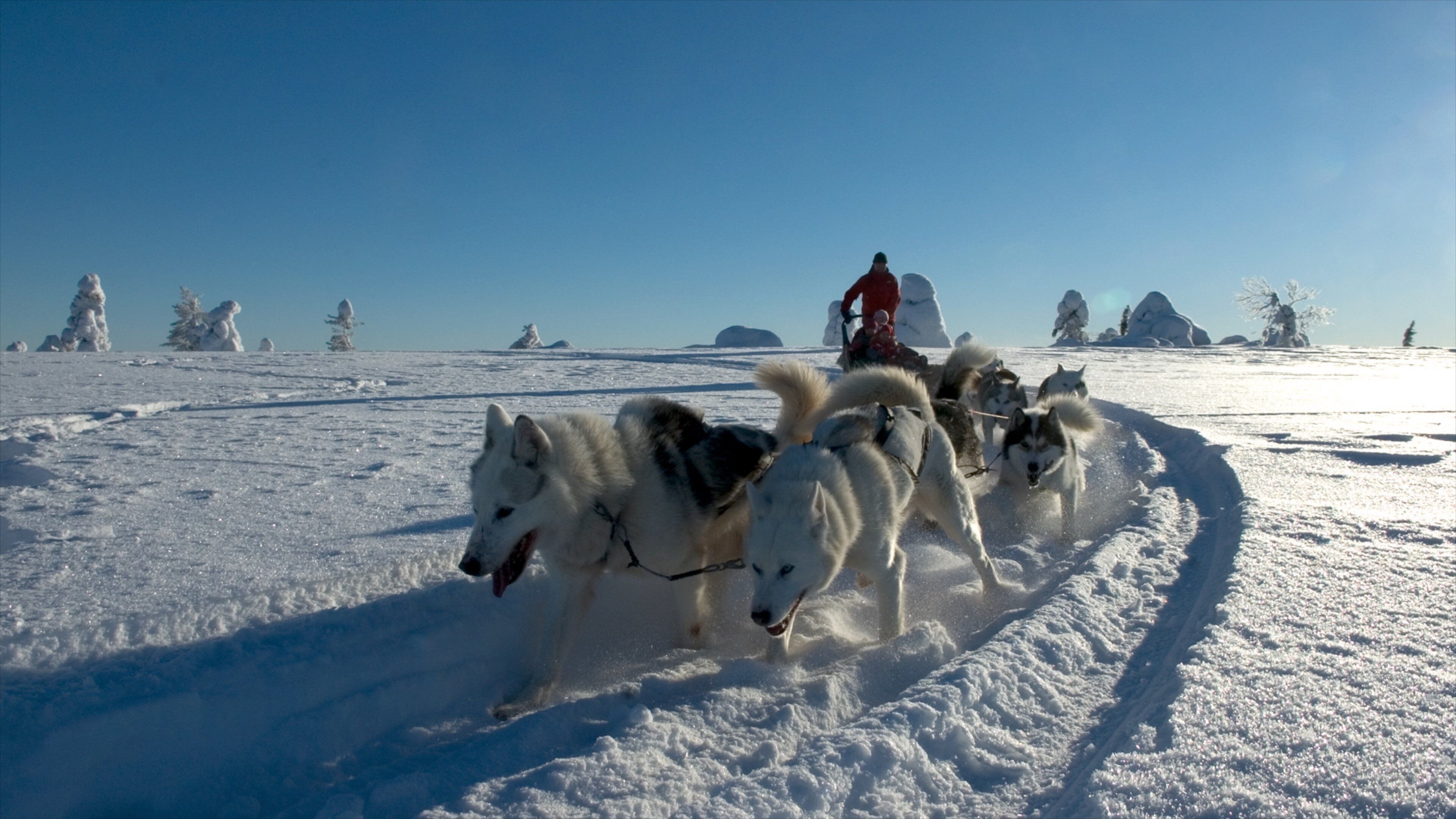 A sled team pulling a person across a snowy landscape with a clear blue sky.