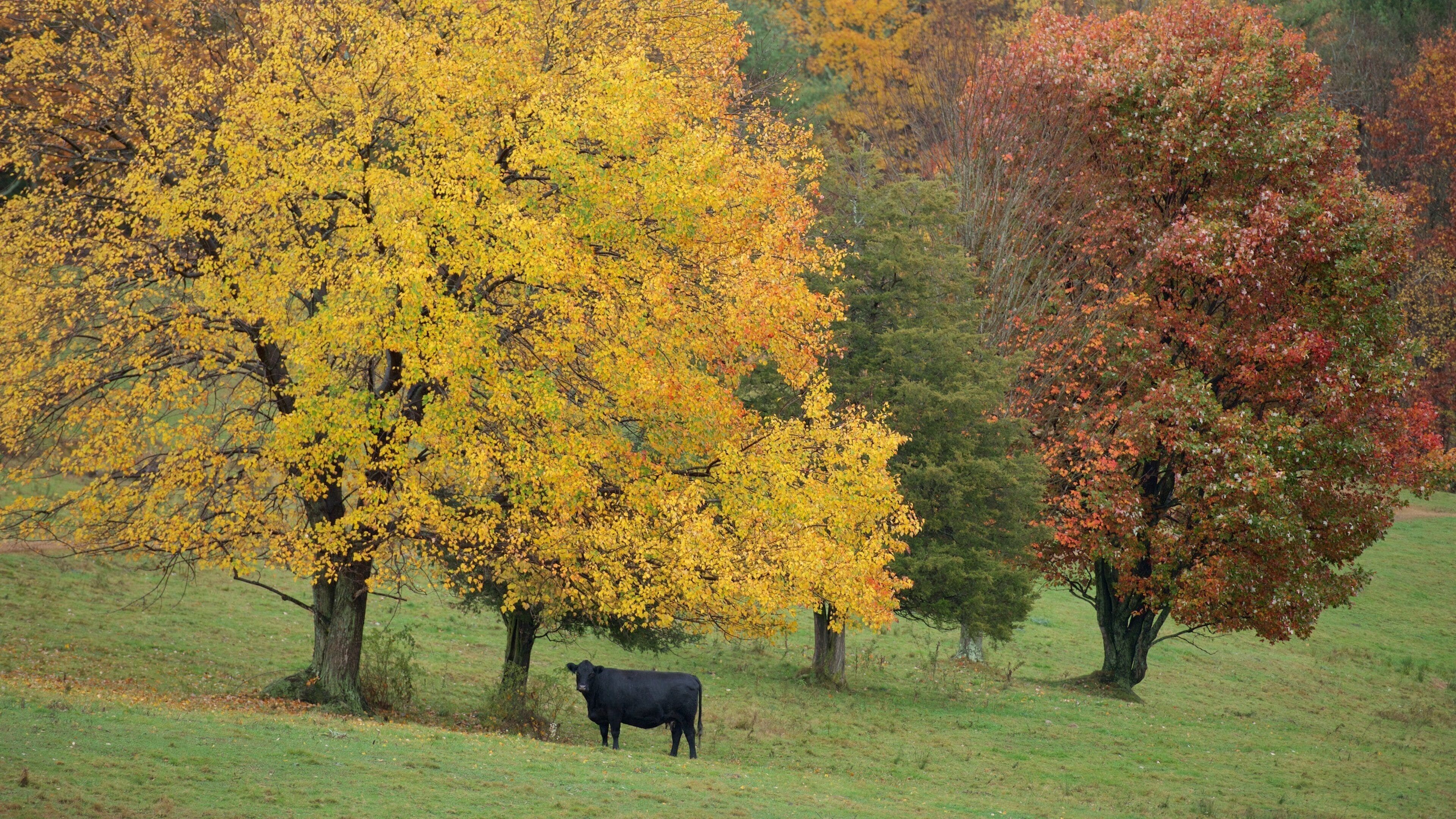 A black cow grazing in a field with autumn-colored trees.