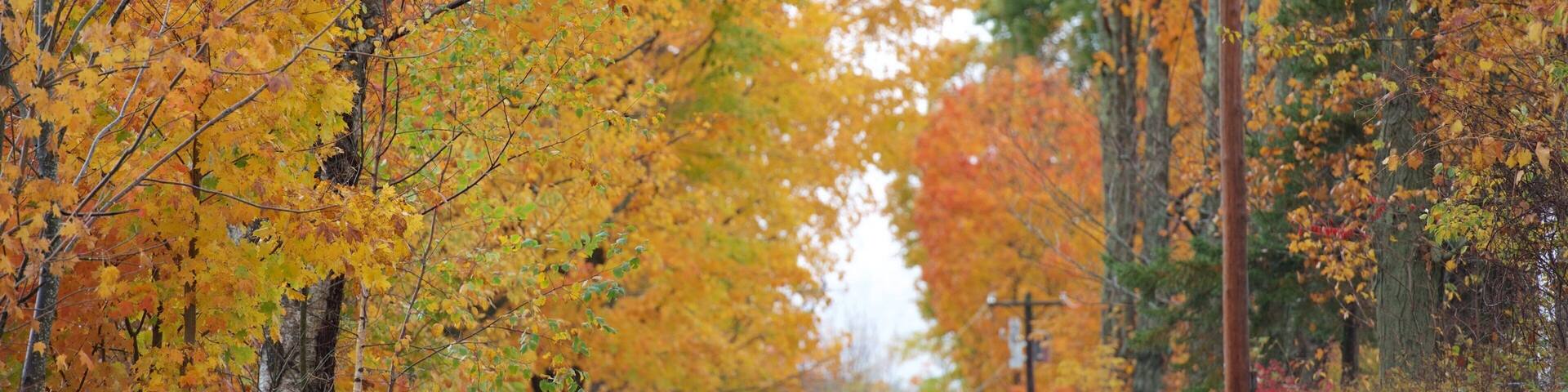 Chesterfield featuring autumn leaves and forest scenes