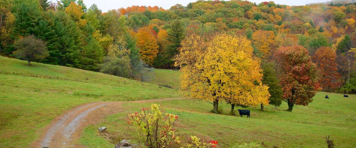 A rural landscape with a grassy field, a dirt path, and a hill covered with autumn-colored trees.