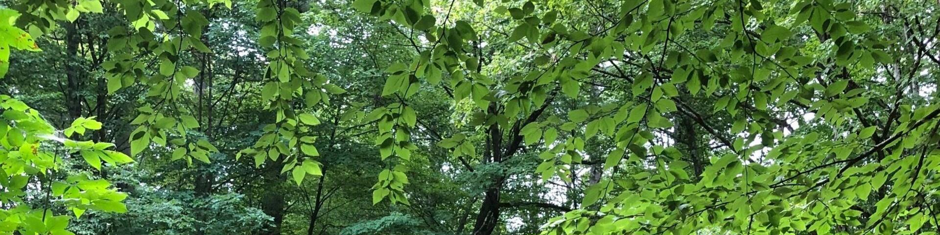 It’s hard to see in the forest, but that’s the old stone staircase