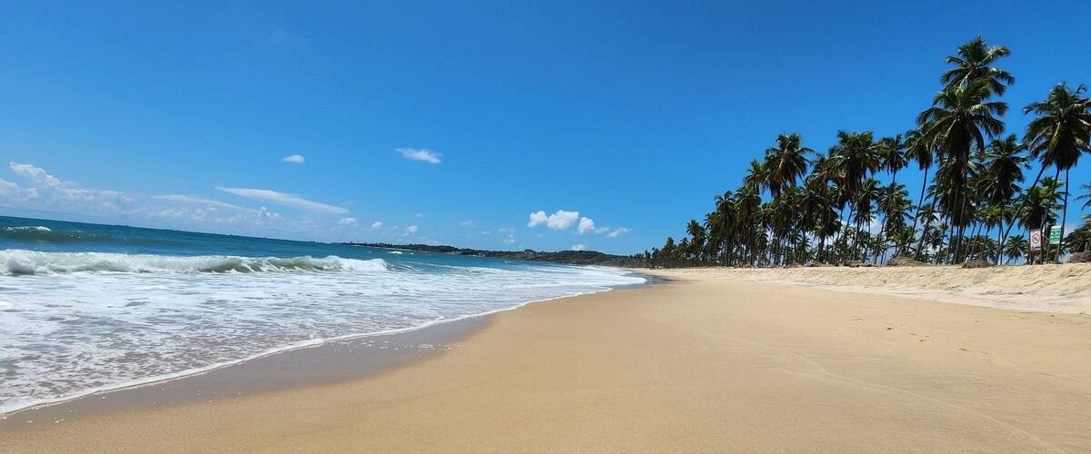 A sandy beach with gentle waves, a clear blue sky, and a line of palm trees.