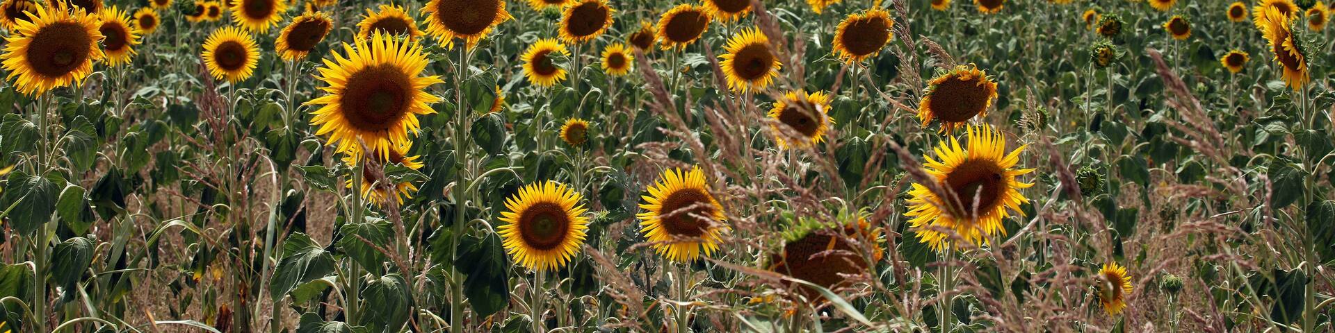 Beautiful bright yellow sun flowers in farm field in Queensland Australia