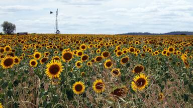 Beautiful bright yellow sun flowers in farm field in Queensland Australia