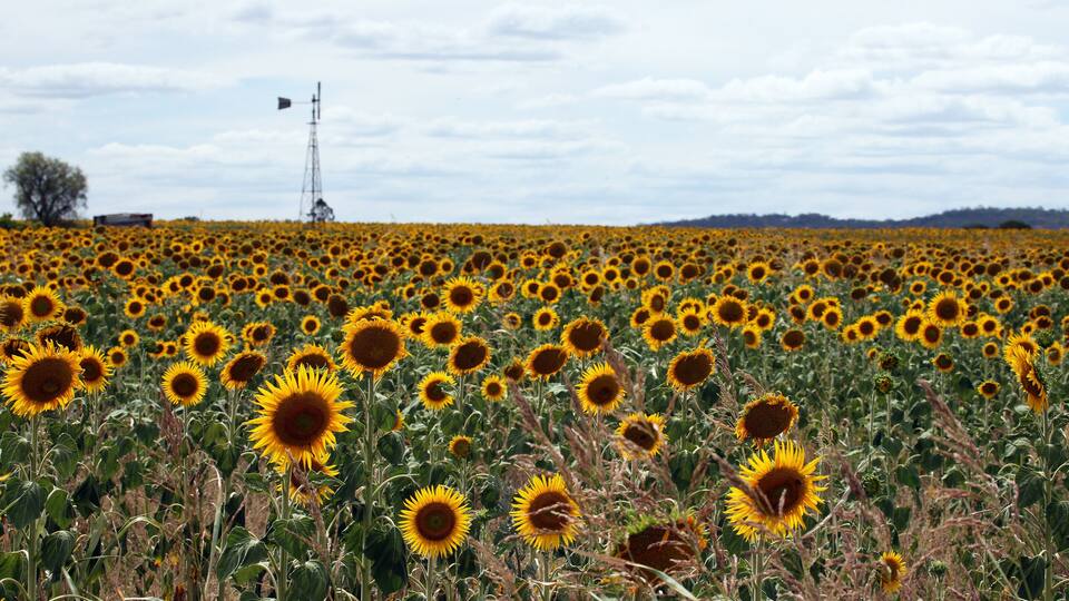 Beautiful bright yellow sun flowers in farm field in Queensland Australia