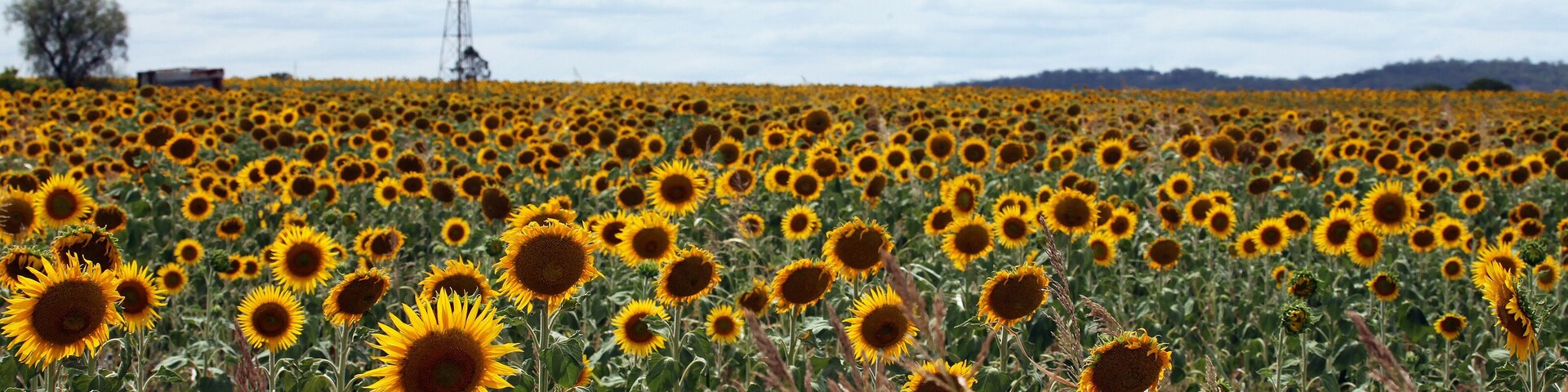 Beautiful bright yellow sun flowers in farm field in Queensland Australia