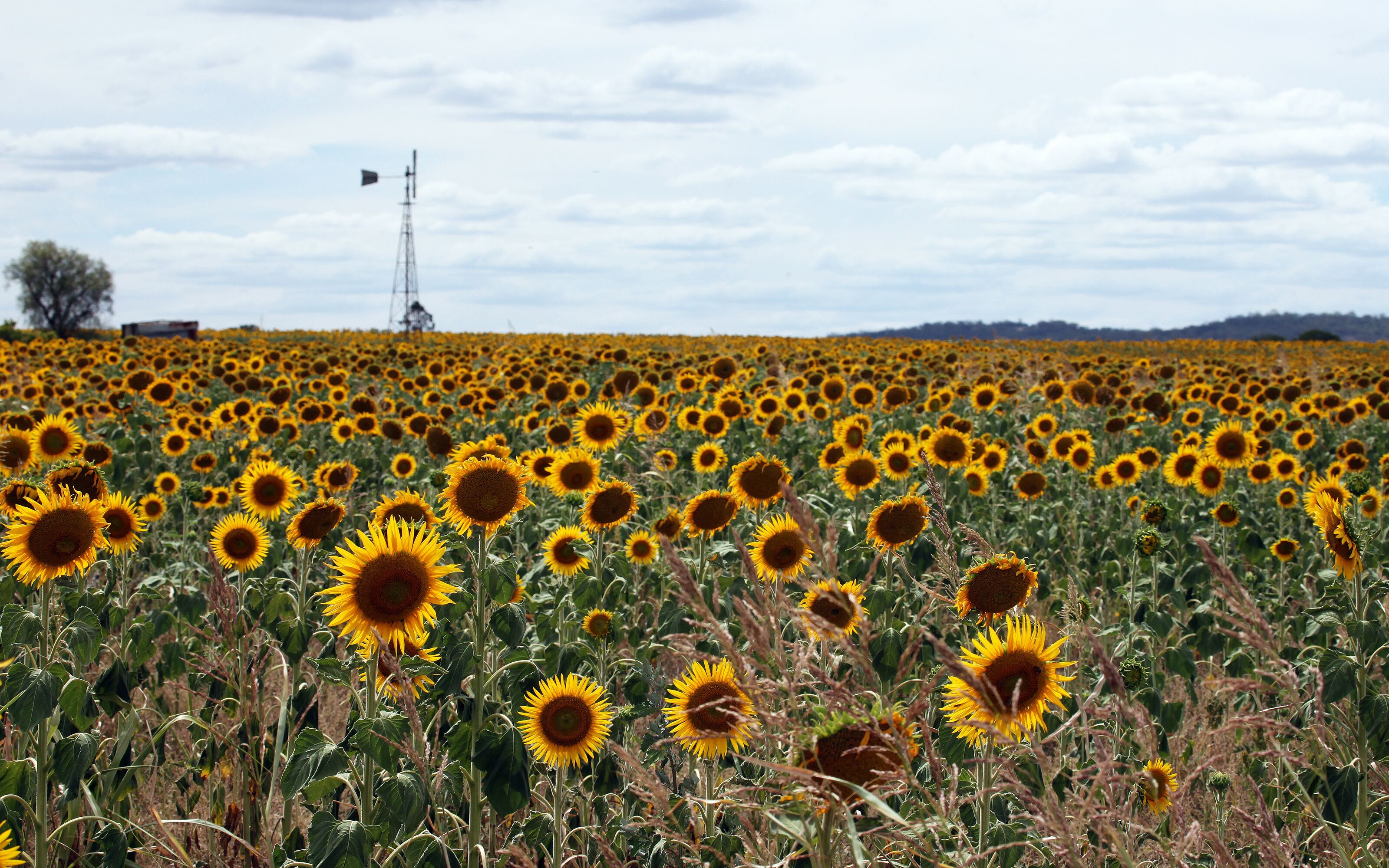 A sunflower field with a windmill in the distance.