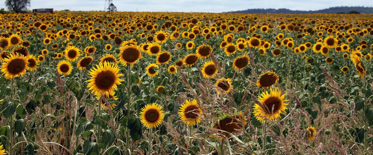 A sunflower field with a windmill in the distance.