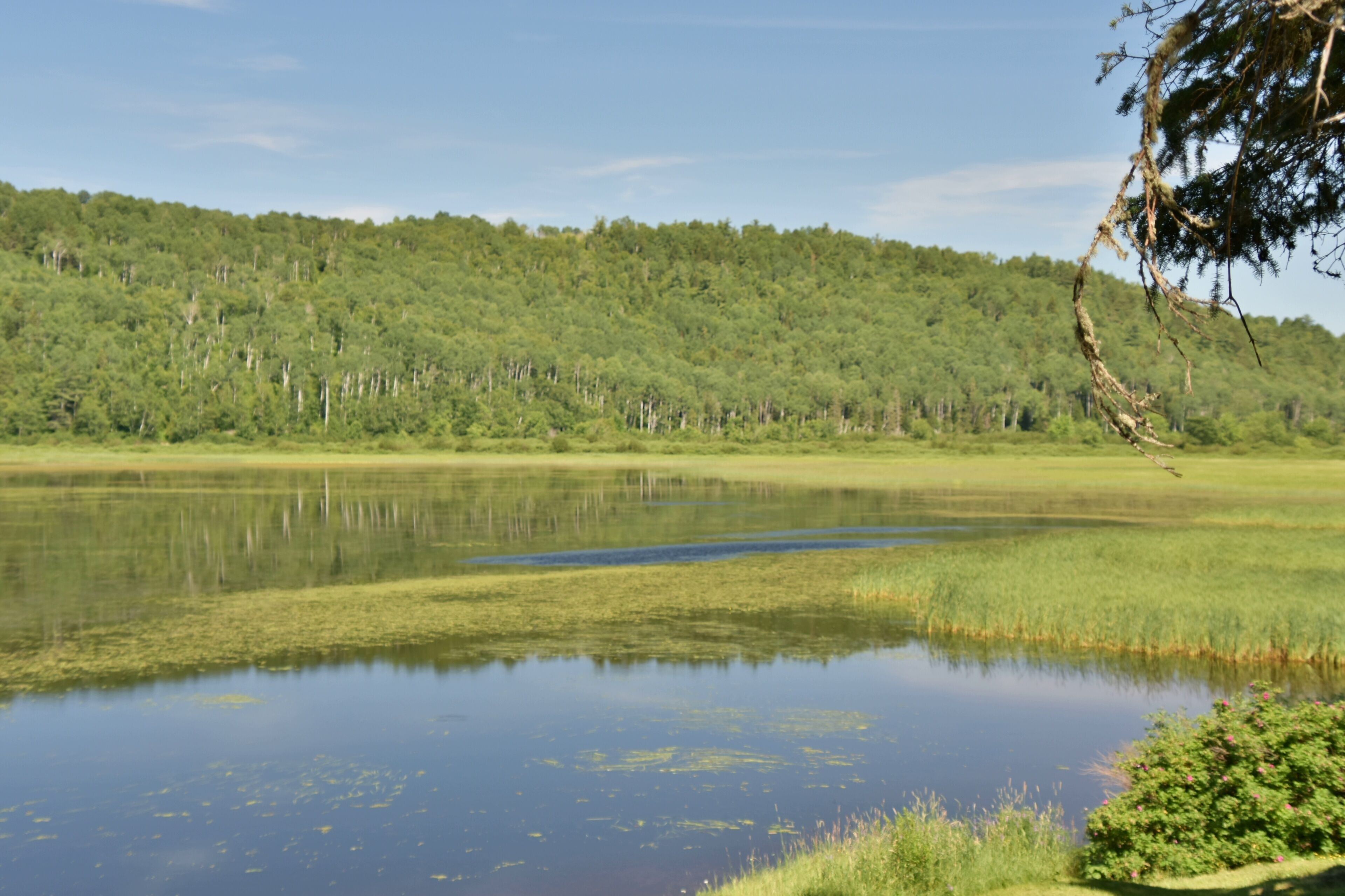 A calm lake surrounded by dense forest and a hill in the background.