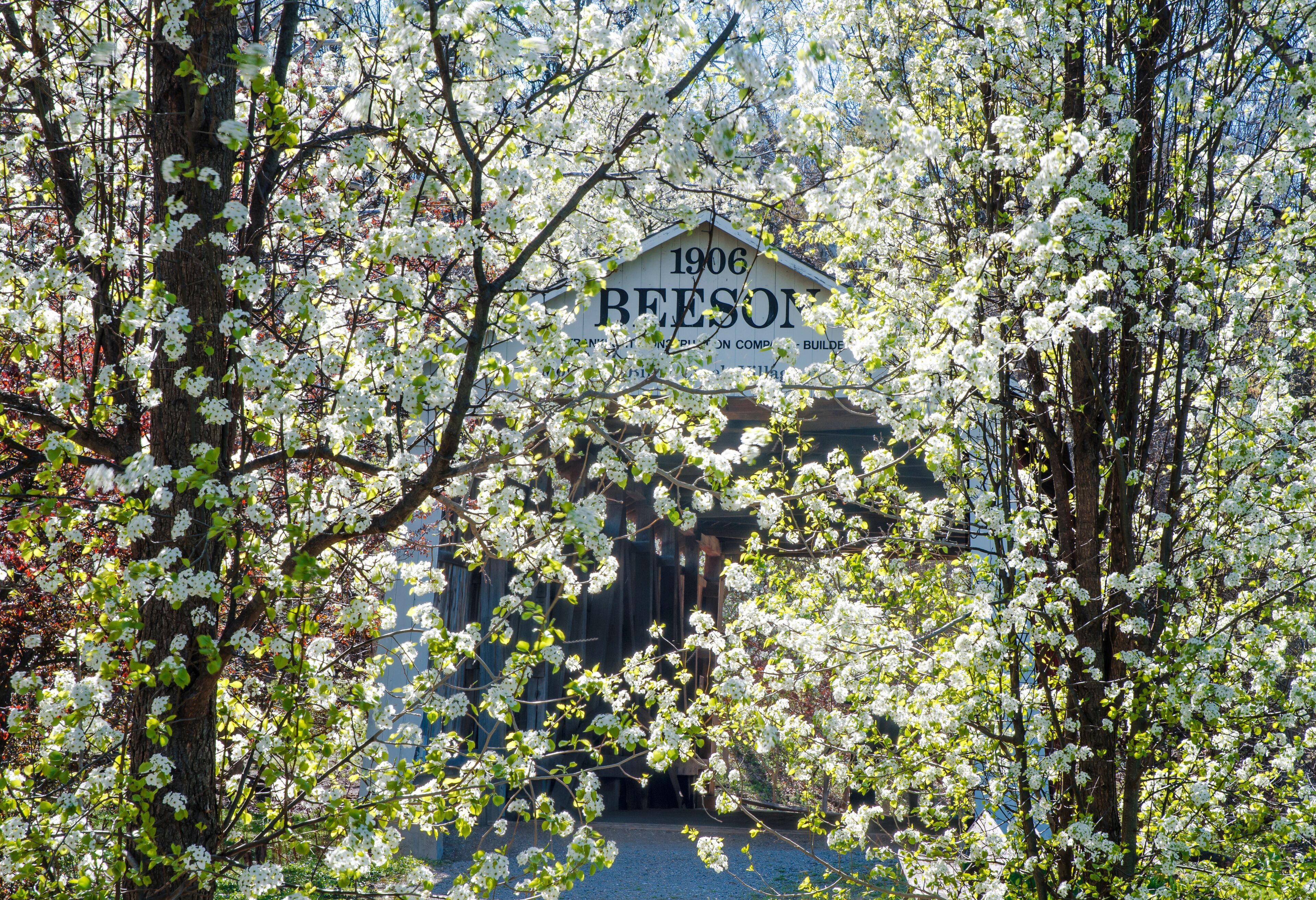 607-51 Beeson Covered Bridge Through Spring Blossoms