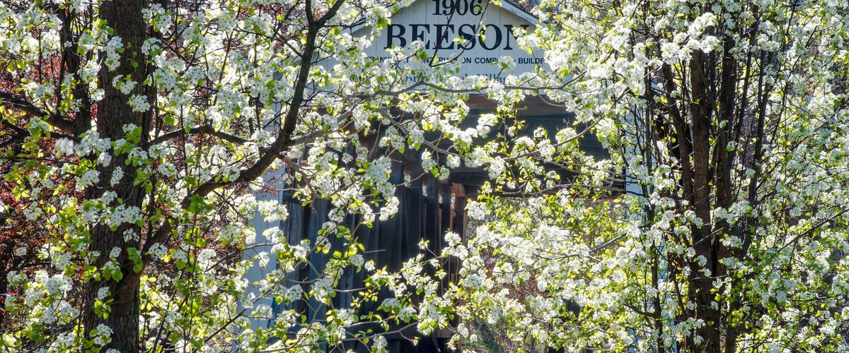 A building with a sign reading "1906 BEESOI" surrounded by blooming trees.
