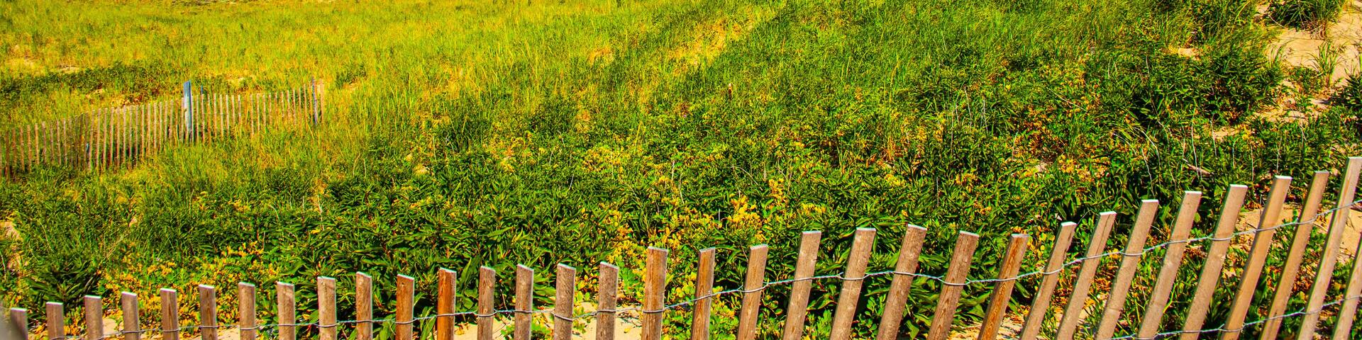 Plum Island National Reserve. Massachusetts, USA - Looking over dunes toward Atlantic Ocean