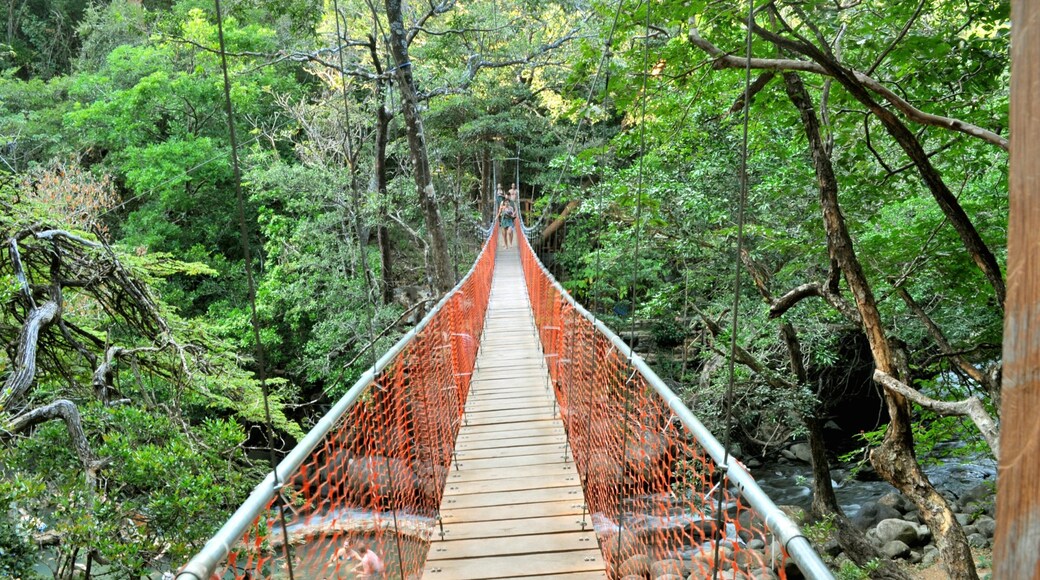 Guanacaste - CÎte pacifique nord qui includes randonnée ou marche à pied, panoramas et passerelle ou pont suspendu