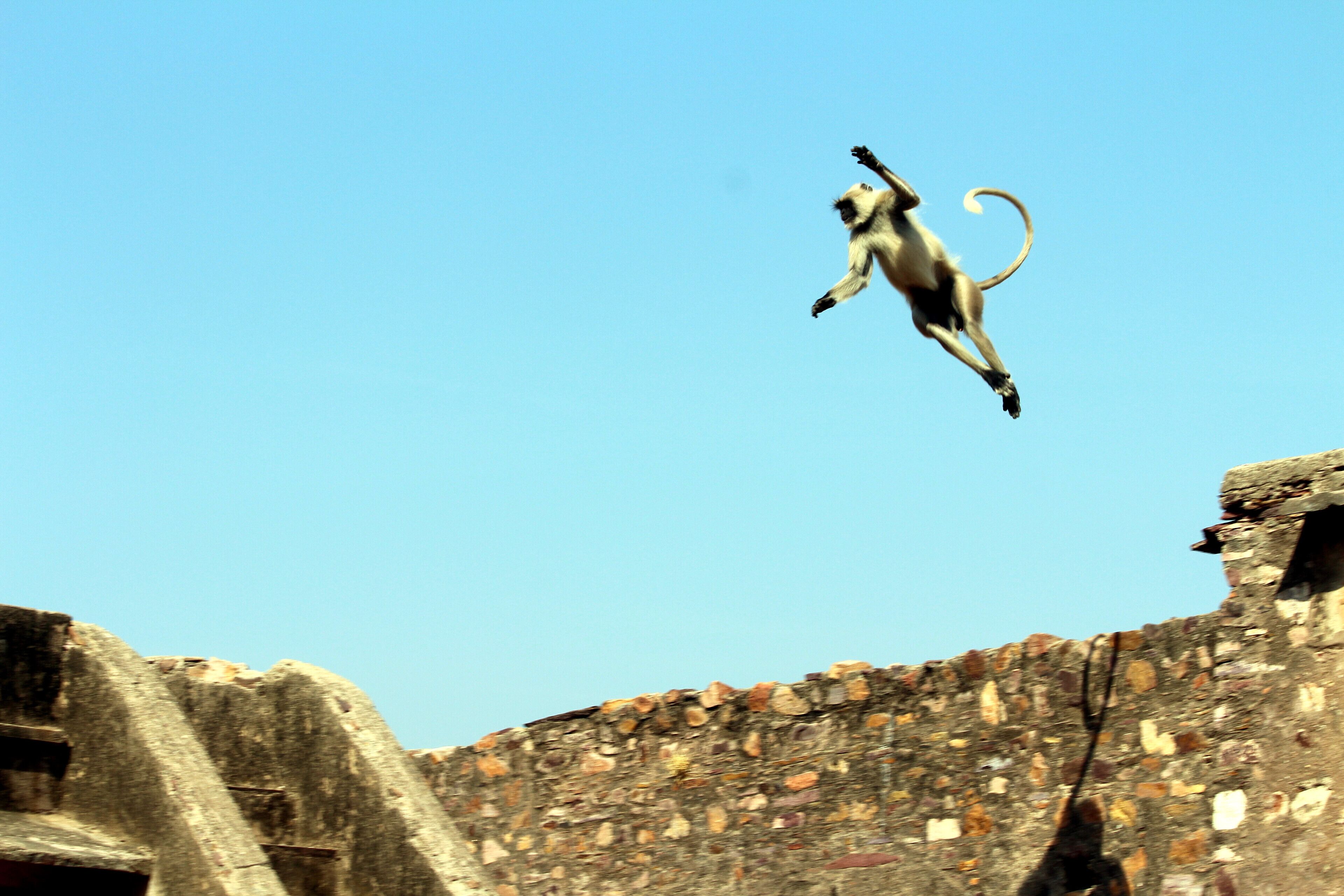 A monkey jumping in mid-air against a clear blue sky, with a stone wall in the background.
