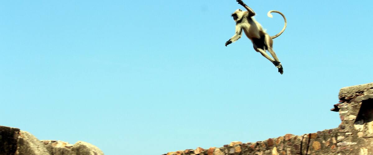 A monkey jumping in mid-air against a clear blue sky, with a stone wall in the background.