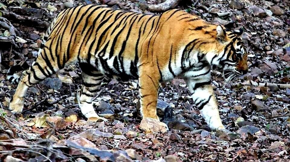 A tiger walking on rocky terrain.