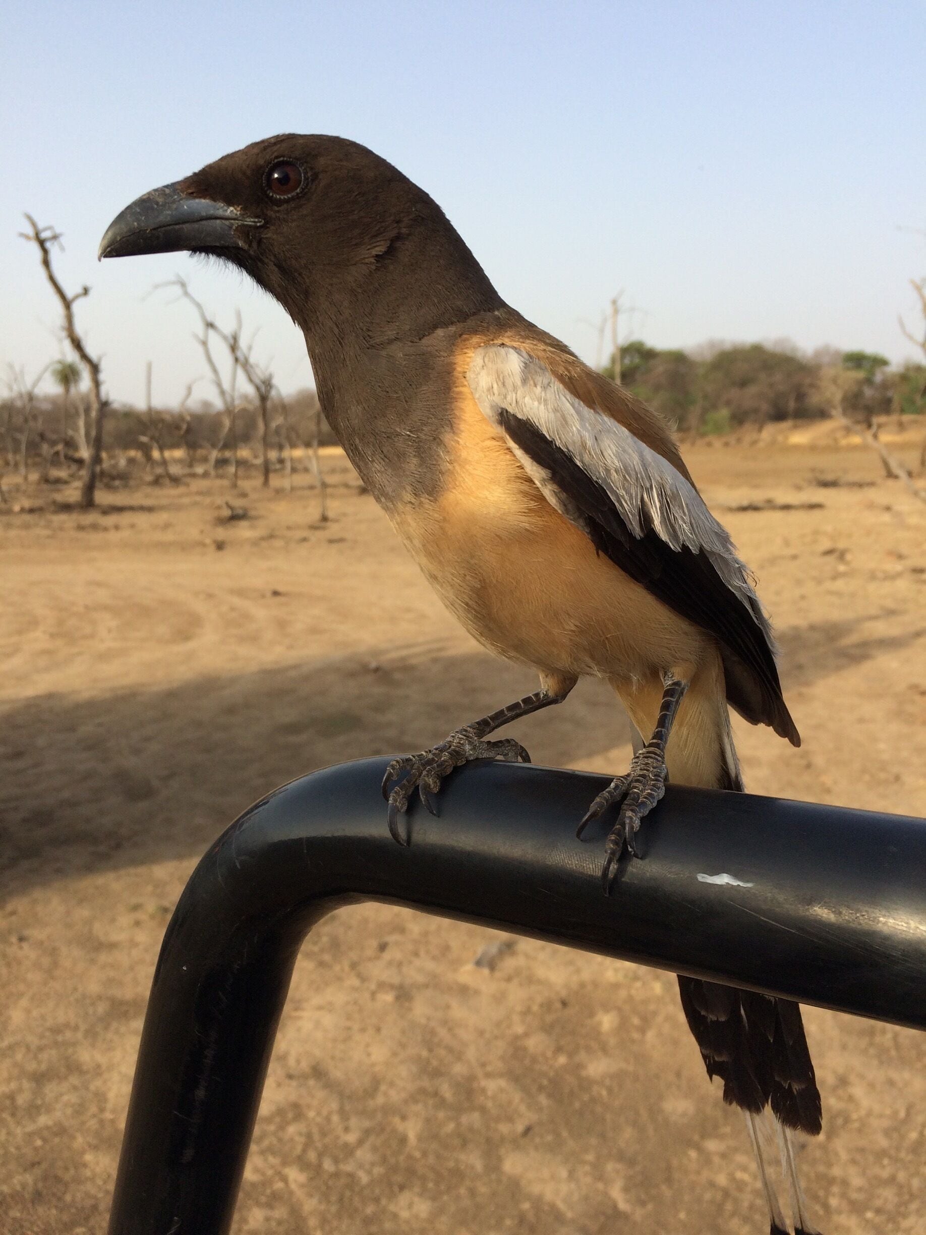 We were silently waiting for a Tiger but this fellow was sitting just behind us .... 