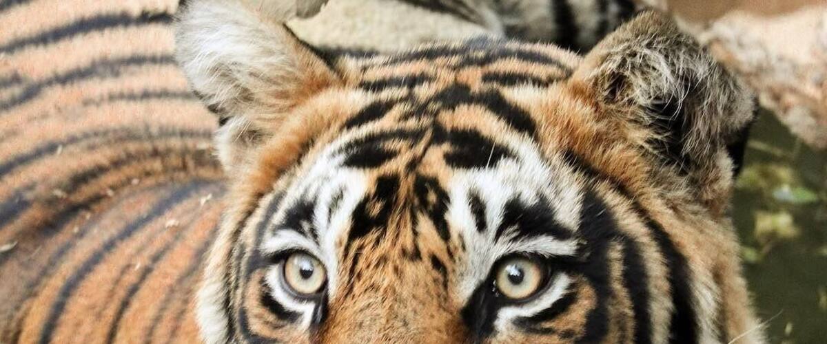 Visit the Ranthambore Tiger Reserve Safari if you're a wildlife lover coz this majestic creature is what we saw!! 😀😍