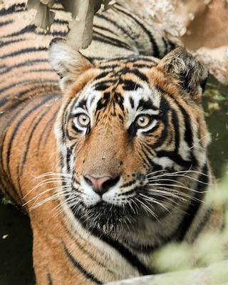 Visit the Ranthambore Tiger Reserve Safari if you're a wildlife lover coz this majestic creature is what we saw!! 😀😍