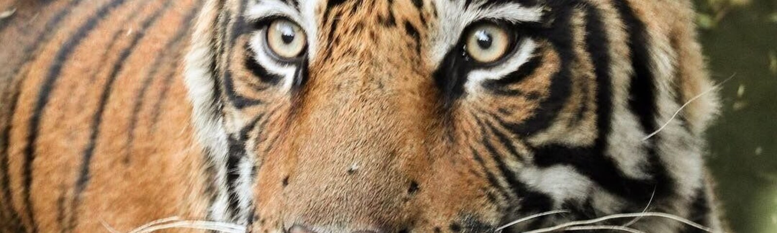 Visit the Ranthambore Tiger Reserve Safari if you're a wildlife lover coz this majestic creature is what we saw!! 😀😍