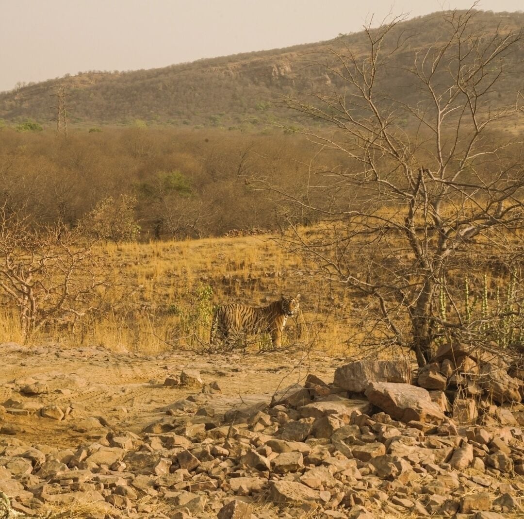 If you want to go on a Tiger Safari in India, I highly recommend visitibg Ranthambore National Park.

I rented a private jeep with a friend for just $50 each and it was such a more intimate experience than it would've been riding the "gypsy candor" as they call it.

We were able to see 6 tigers that day (most mornings people see zero) so be sure to ask whoever you book with to check which zones the last tigers were spotted and to book that zone.

A once in a lifetime experience!