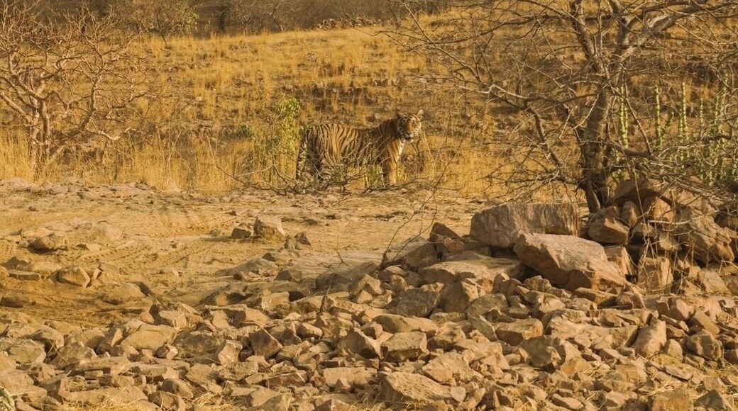 If you want to go on a Tiger Safari in India, I highly recommend visitibg Ranthambore National Park.
I rented a private jeep with a friend for just $50 each and it was such a more intimate experience than it would've been riding the "gypsy candor" as they call it.
We were able to see 6 tigers that day (most mornings people see zero) so be sure to ask whoever you book with to check which zones the last tigers were spotted and to book that zone.
A once in a lifetime experience!