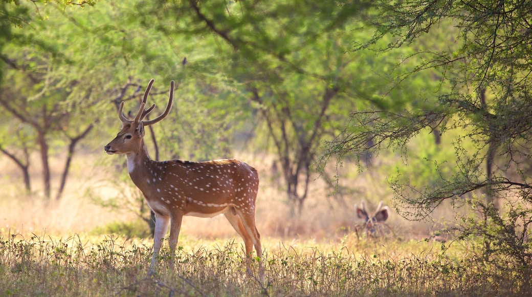 Ranthambore nasjonalpark fasiliteter samt rolig landskap og dyr
