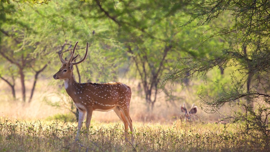 Ranthambore National Park featuring animals and tranquil scenes