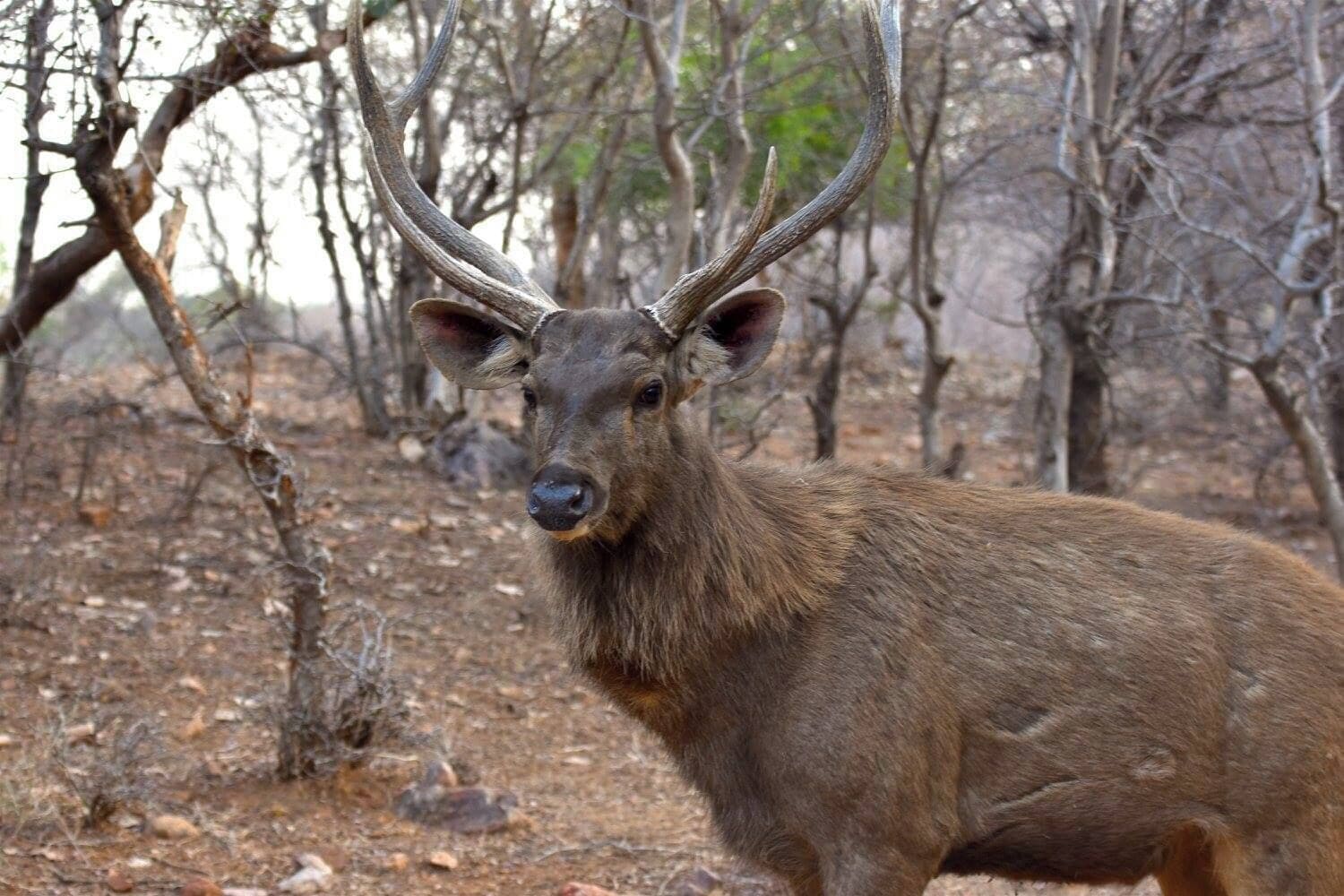 A deer with large antlers in a dry forest.