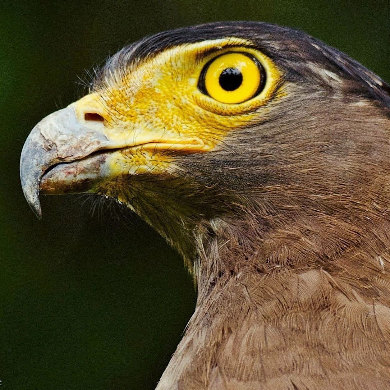 #LifeAtExpediaGroup
One of the biggest tiger reserve's in India.
Life is all about opportunities. For this month's theme (Yellow) I give an eye of the predator.