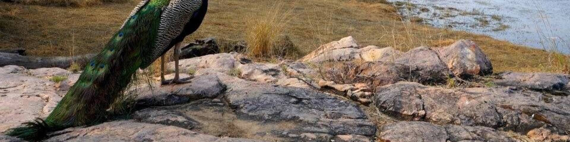 You may not be lucky enough to see a tiger on a safari in Ranthambore National Park, but there's an abundance of wildlife and beautiful natural scenery nonetheless.
#NationalPark
http://ashleywanders.com/2015/04/16/a-tigerless-safari-at-ranthambore-national-park/