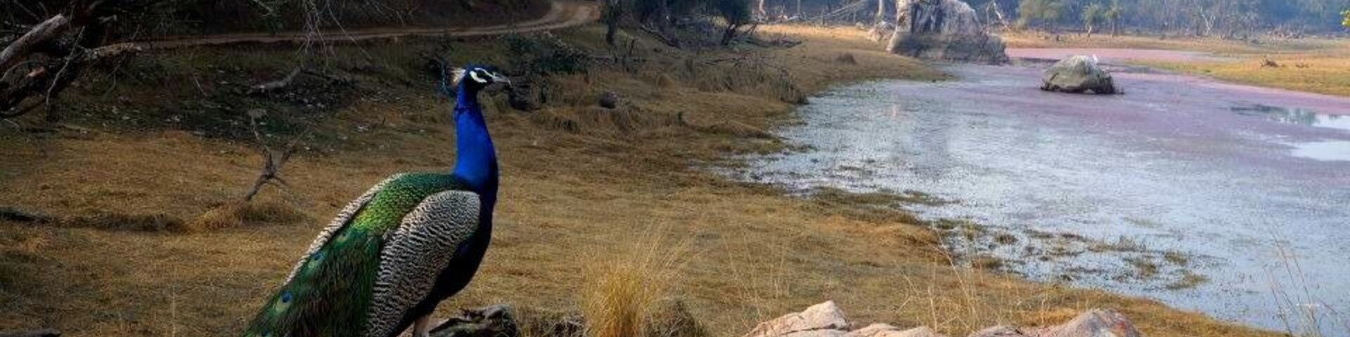 You may not be lucky enough to see a tiger on a safari in Ranthambore National Park, but there's an abundance of wildlife and beautiful natural scenery nonetheless.
#NationalPark
http://ashleywanders.com/2015/04/16/a-tigerless-safari-at-ranthambore-national-park/