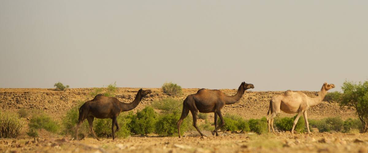 Desert National Park showing desert views and land animals