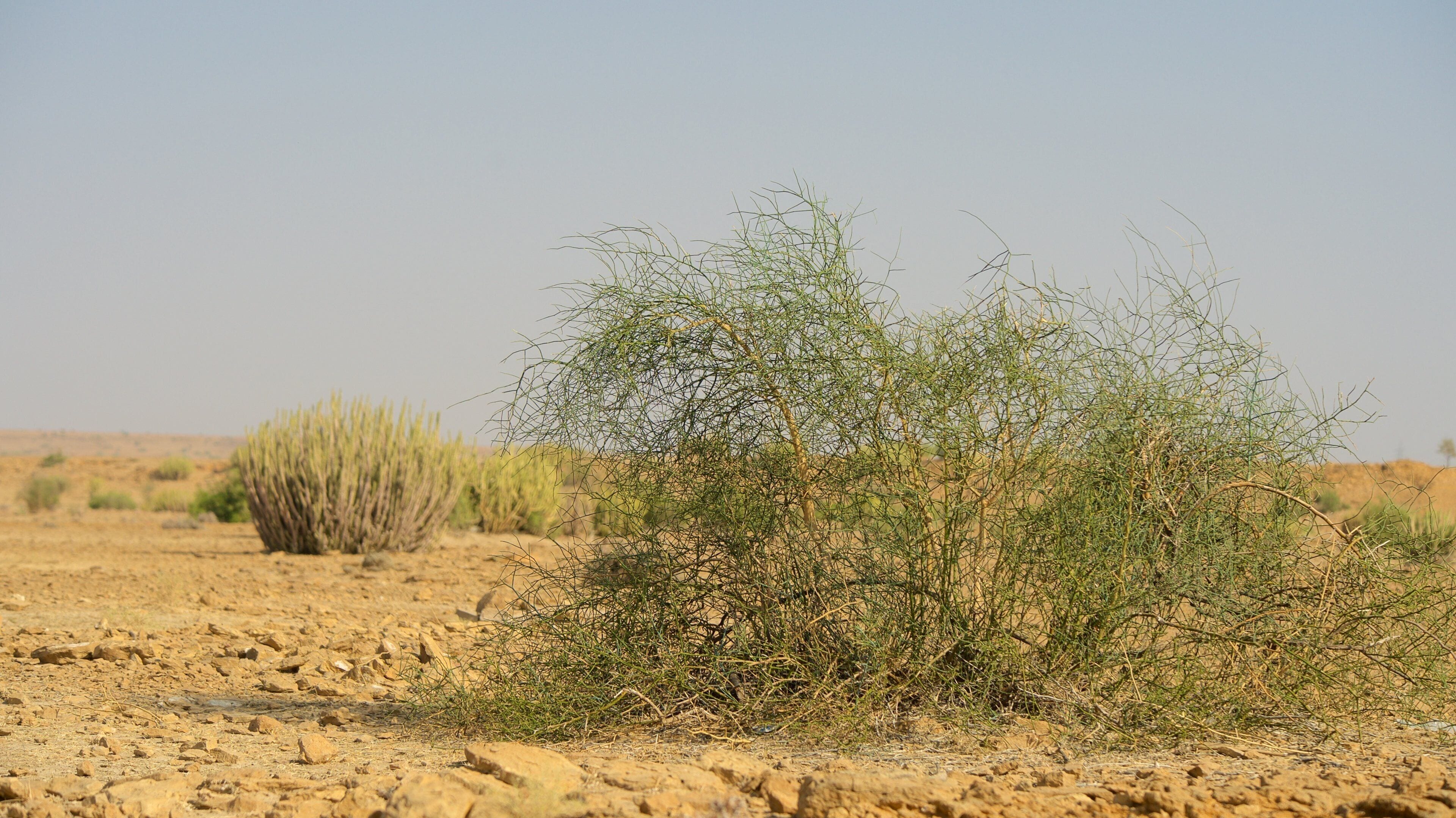 Desert National Park featuring tranquil scenes and desert views